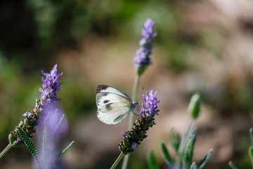 Butterfly in lavender flower