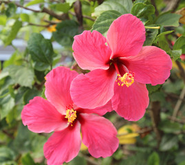 Naklejka na ściany i meble Beautiful hibiscus flower in the garden