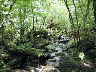 Obraz premium YAKUSHIMA