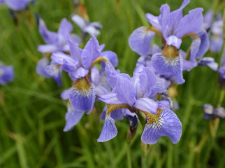 Naklejka premium Blue irises