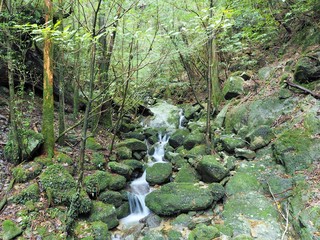 Fototapeta premium YAKUSHIMA