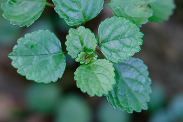 Green decoration leaf