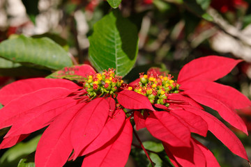 Poinsettia tree in sunlight