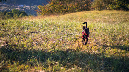 Dog jumping playing ball outdoor