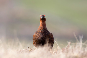 red grouse