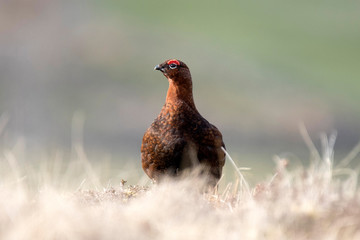 red grouse