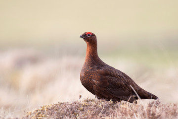 red grouse
