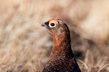 red grouse