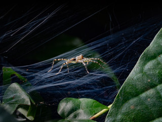 Spider, yellow brown Jumping spider, eyes spider and it's dwelling