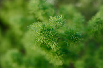 Green decoration branch of tree