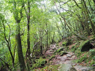 YAKUSHIMA