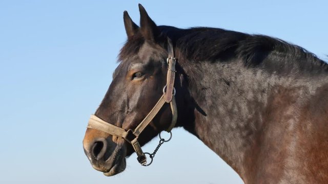 Une jument dans le vent.