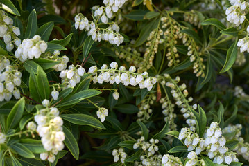 Pieris japonica