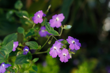 Forget me not blossoming in green background