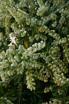 Pieris Japonica