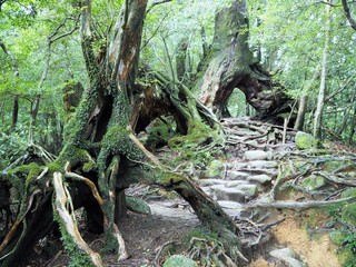 YAKUSHIMA © Twill