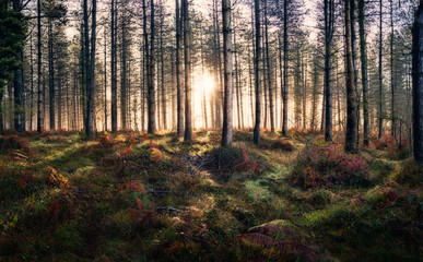 Landscape of sunset between trees