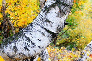 Birch tree trunk