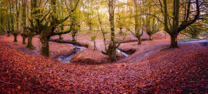 Panoramic in Otzarreta of autumn with trees