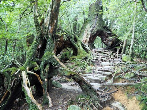 YAKUSHIMA
