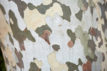 Platanus x acerifolia bark