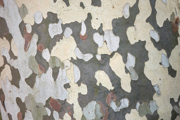 Platanus x acerifolia bark