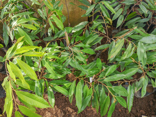 Seedlings of Musang King Durians variety growing in traditional nursery.