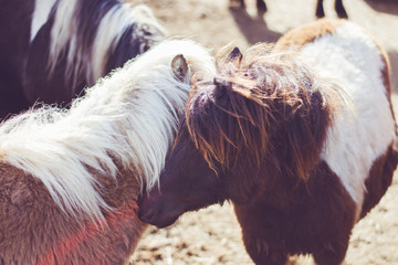 Ponie, Kuscheln