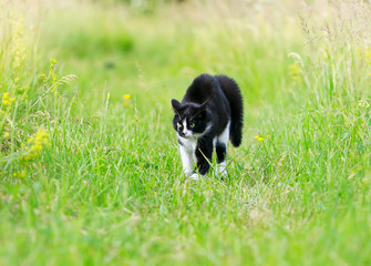 cute cat walking on a Sunny green meadow and scared bent back