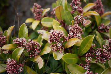 Skimmia japonica