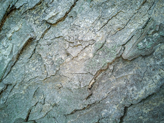 Selective focus of Bark of tree texture and pattern.