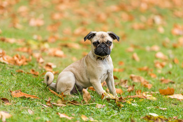 Retro Mops Welpe im Gras sitzend mit braunem Herbstlaub