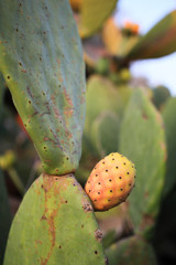 prickly pear