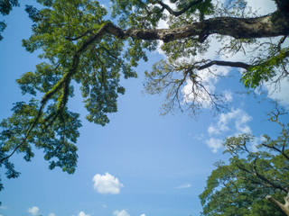 Tree branch over blue sky and clouds for background and concept.