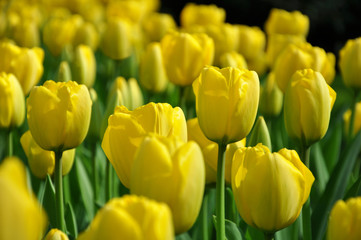 field of yellow tulips