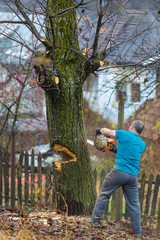 Forestry worker - lumberjack works with chainsaw. He cuts a big tree in forest.