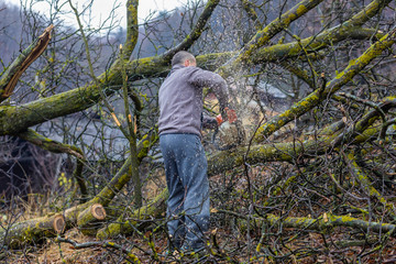 Naklejka na ściany i meble Forestry worker - lumberjack works with chainsaw. He cuts a big tree in forest.