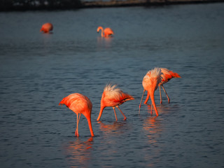  Flamingos in the salt pans  - Views around Curacao a small Caribbean island