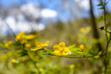 ヤマブキの黄色い花