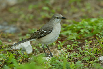 Obraz premium Northern Mockingbird taken in SW Florida