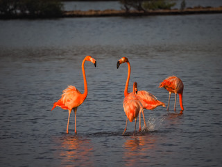  Flamingos in the salt pans  - Views around Curacao a small Caribbean island