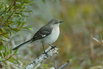 Northern Mockingbird taken in SW Florida