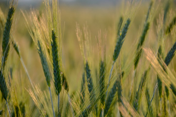 Obraz premium 麦の穂