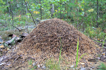 Large anthill in the forest