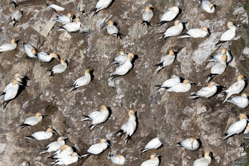northern gannet colony