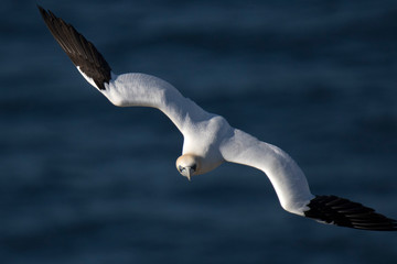 northern gannet