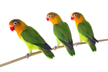 Fototapeta na wymiar fischeri lovebird parrots