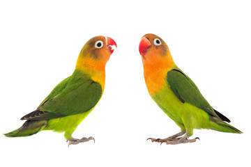  fischeri lovebird parrot