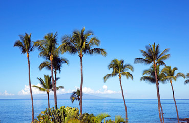 Palm trees over blue sky