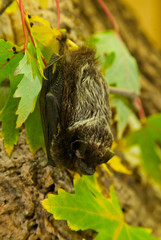 Silver-haired Bat taken in southern MN
